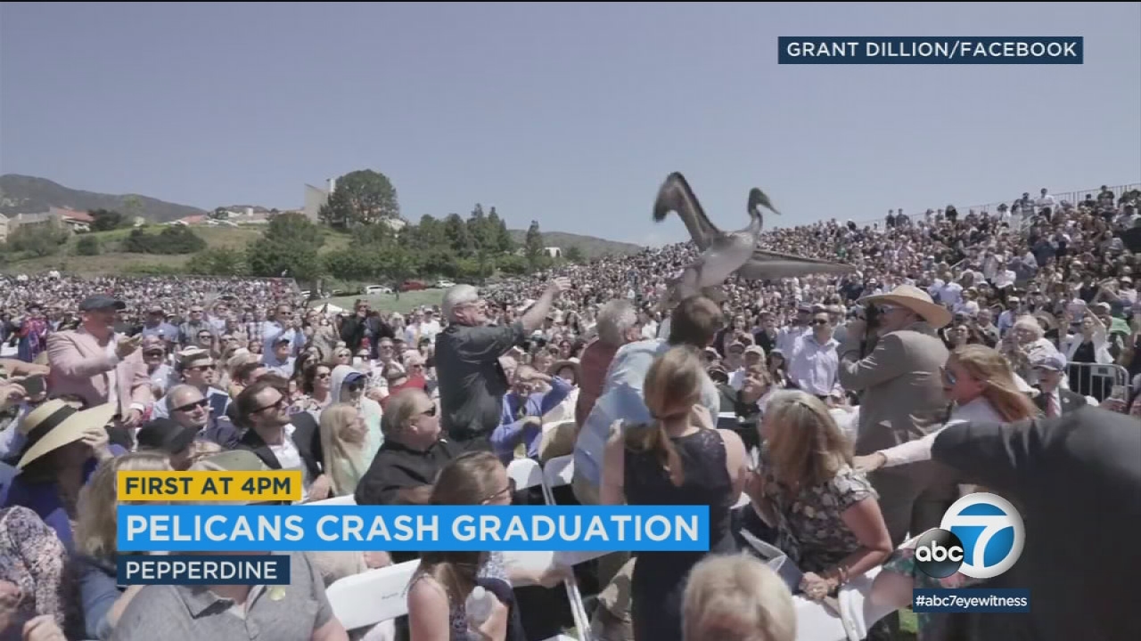 Pesky pelicans crash Pepperdine graduation