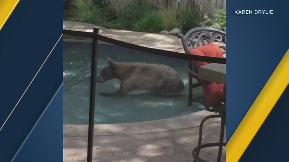 Bear swims in Monrovia pool
