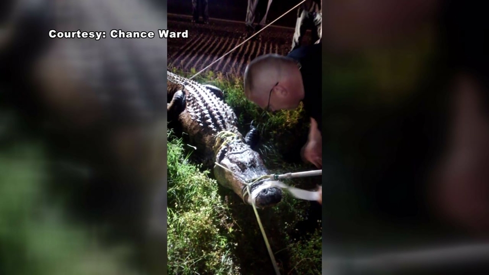 Gator wrangled off Highway 59