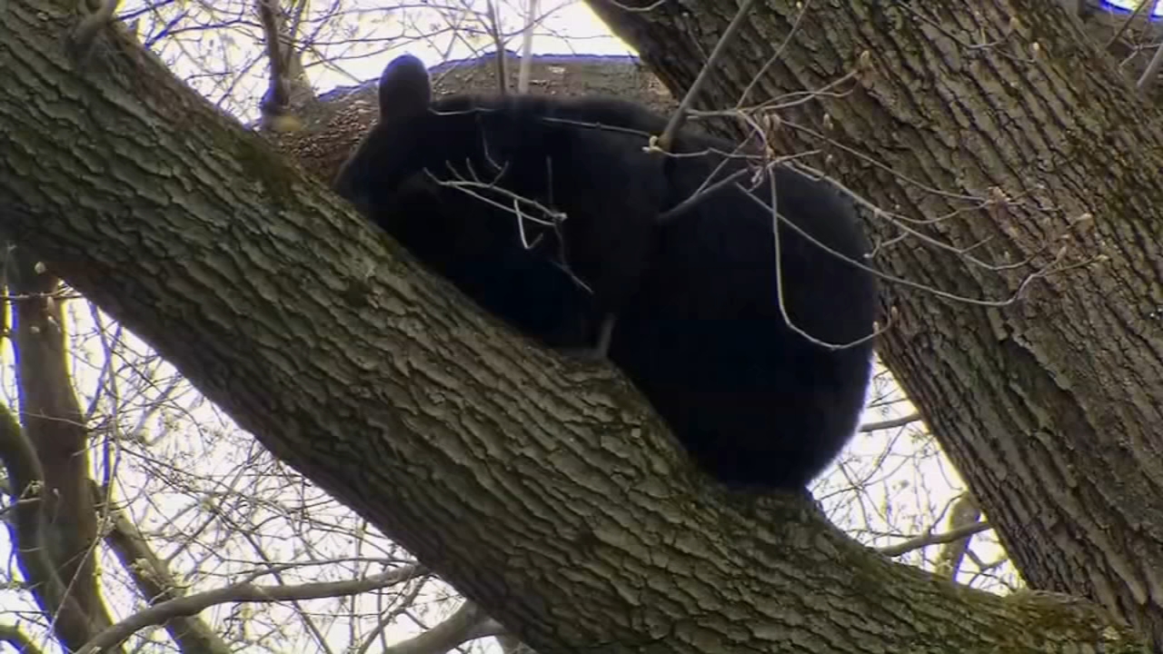 Bear found sleeping in tree in NJ