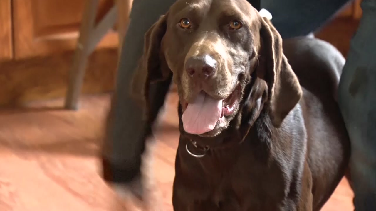 Bomb-sniffing dog has huge social media following.
