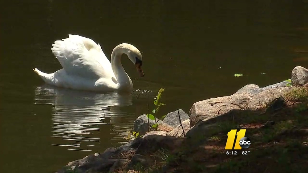 Swan gets barb removed thanks to Cary resident