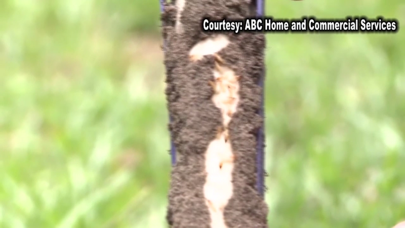 Swarms Of Winged Insects Descend On Sunset Hoodline