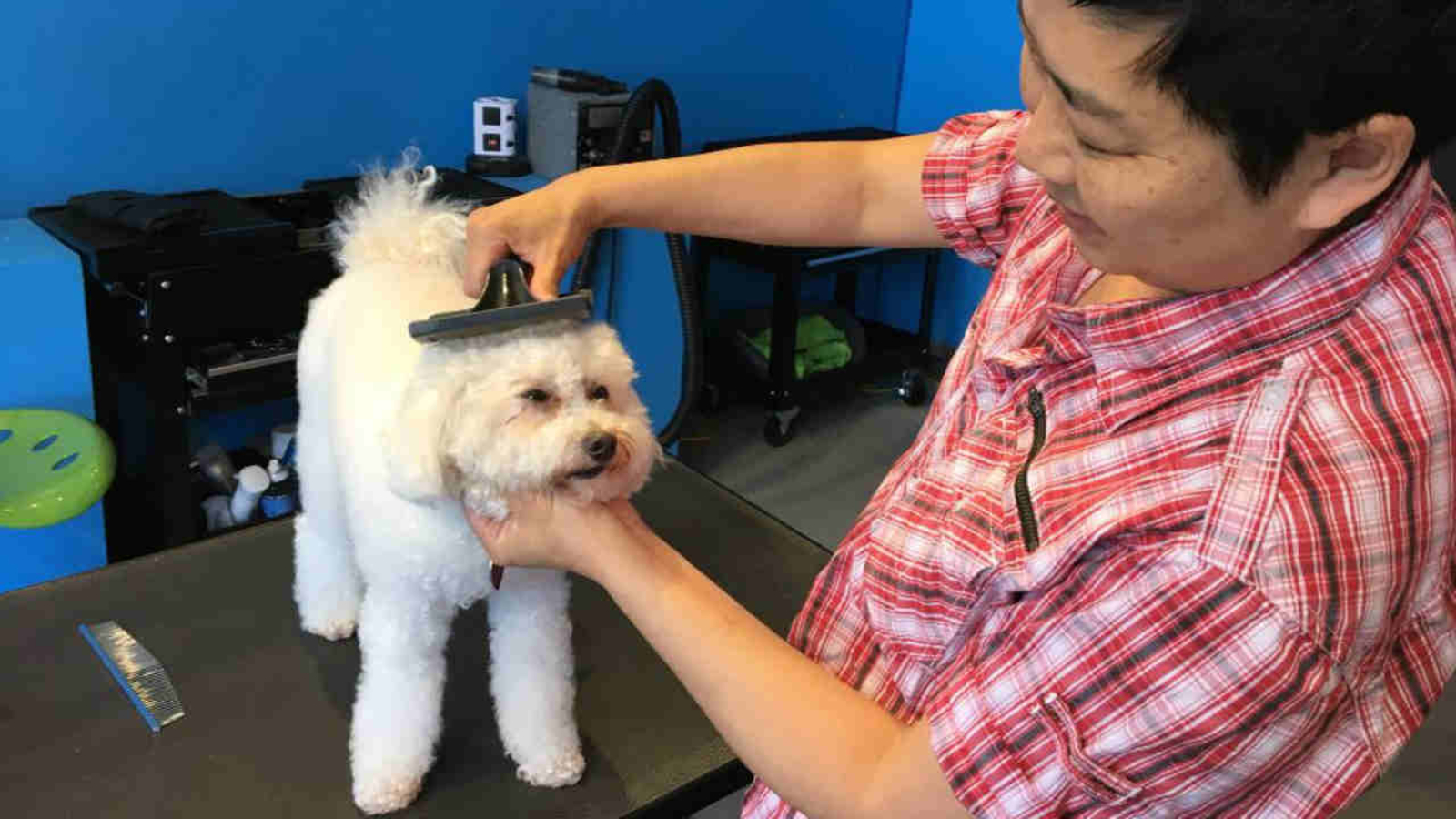 Small pet shop owners in San Francisco's Noe Valley resurrect the word