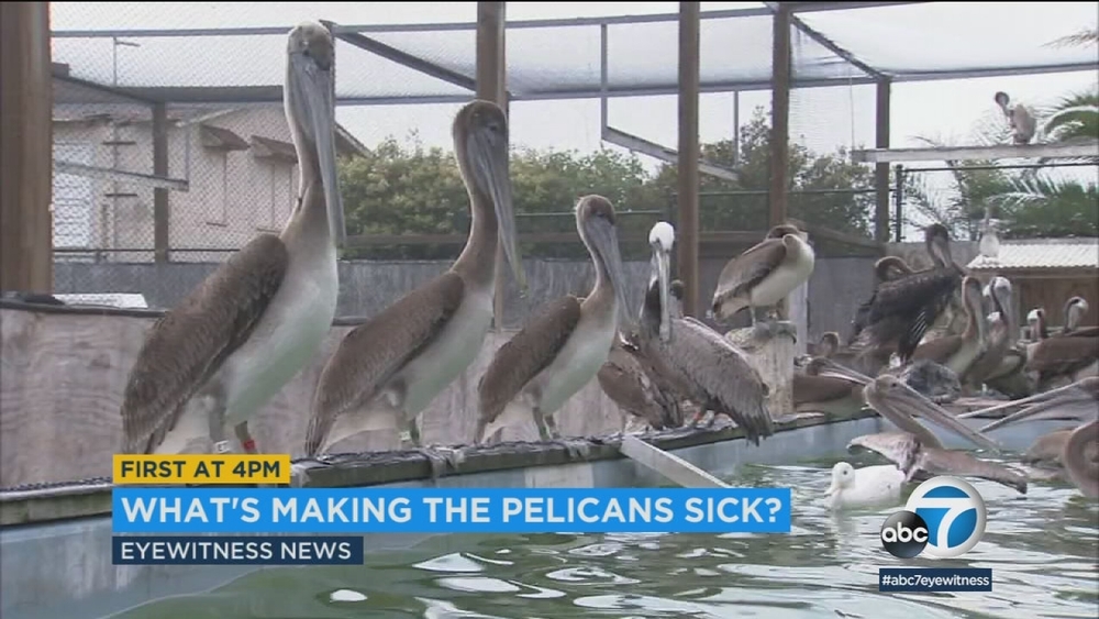 Sick pelicans mysteriously showing up in SoCal