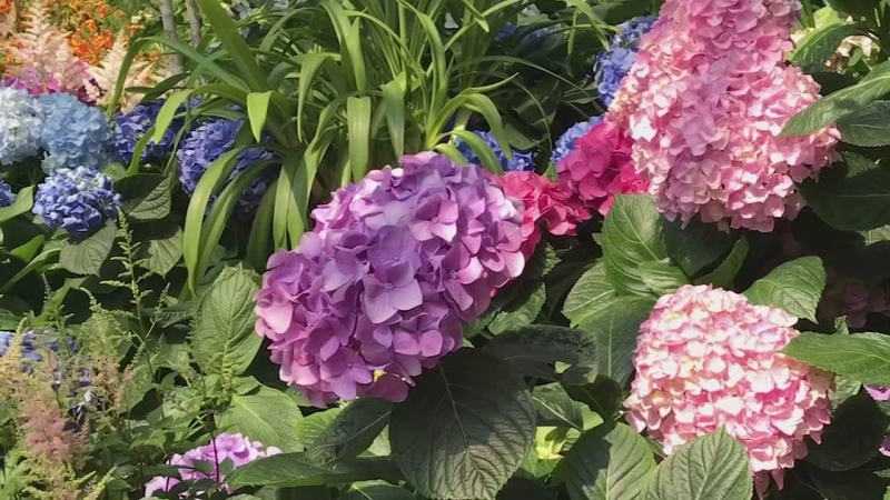 Garfield Park Conservatory Ranked No 1 Garden In North America By Yelp Abc7 Chicago Garfield Park Conservatory Ranked No 1 Garden In North America By Yelp Abc7 Chicago