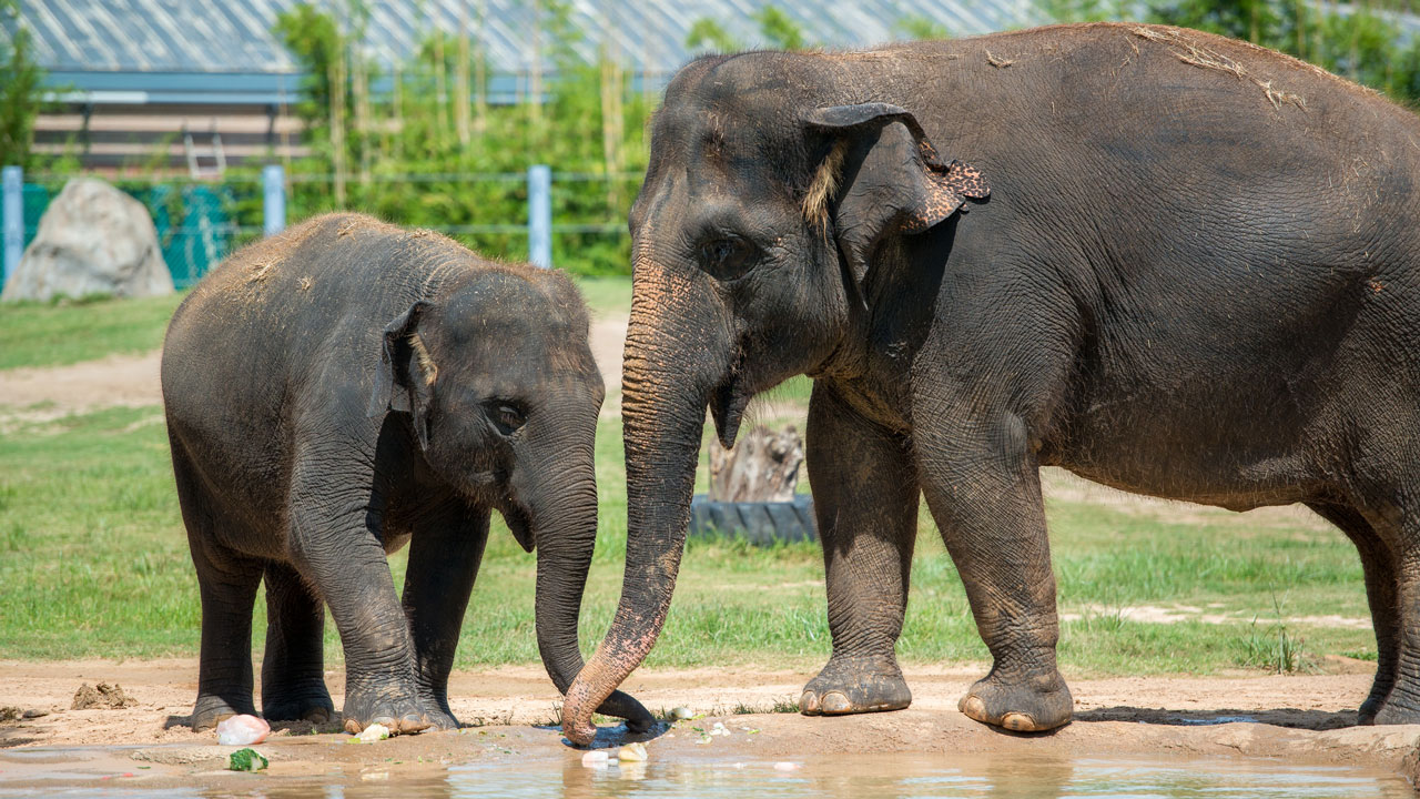 [BLUE ELEPHANT] ★2024新商★GENO - 4COL Toledo Zoo welcomes baby elephant