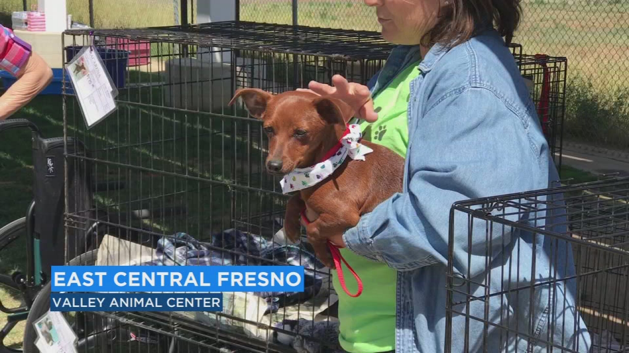 central valley animal shelter