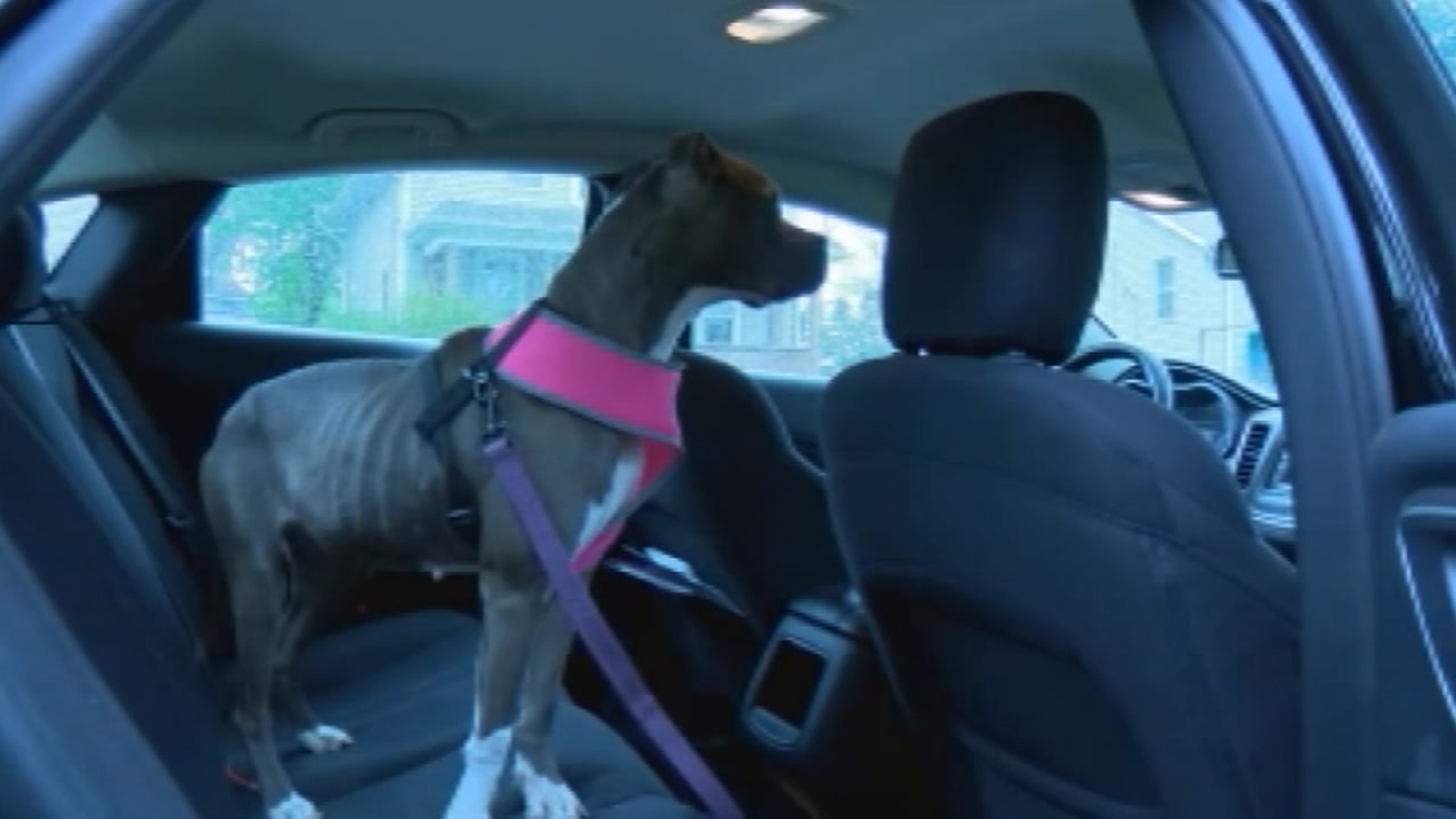 Real estate agent rescues starving and abandoned dog from apartment