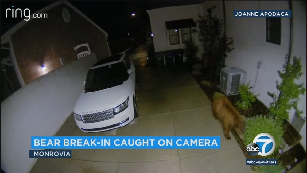 VIDEO: Bear breaks in to Monrovia home