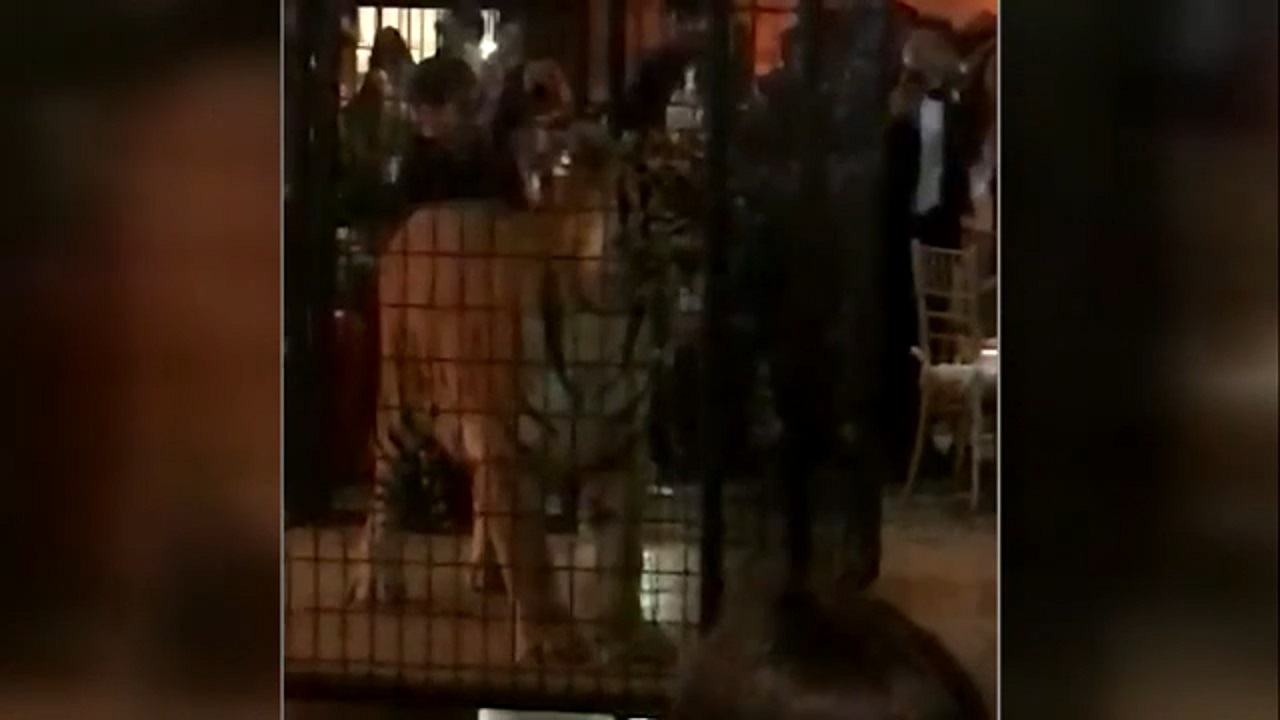 Parents outraged over caged tiger at Florida prom