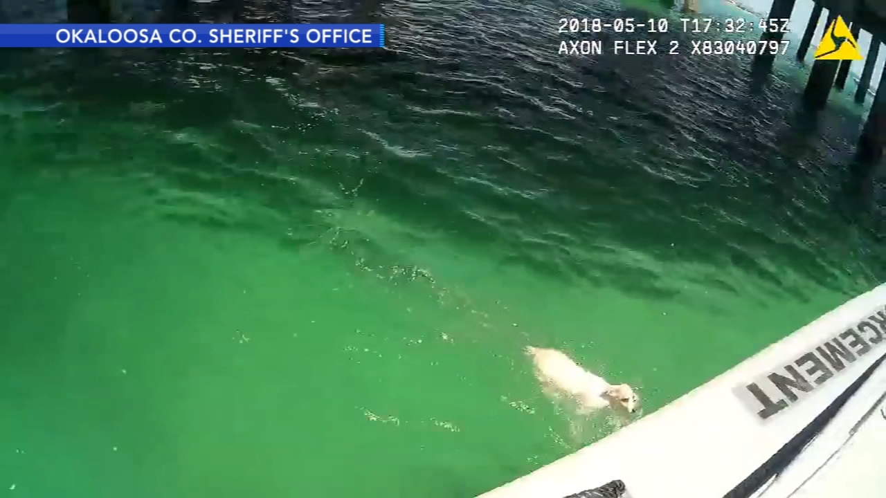 Small dog rescued from water in Florida