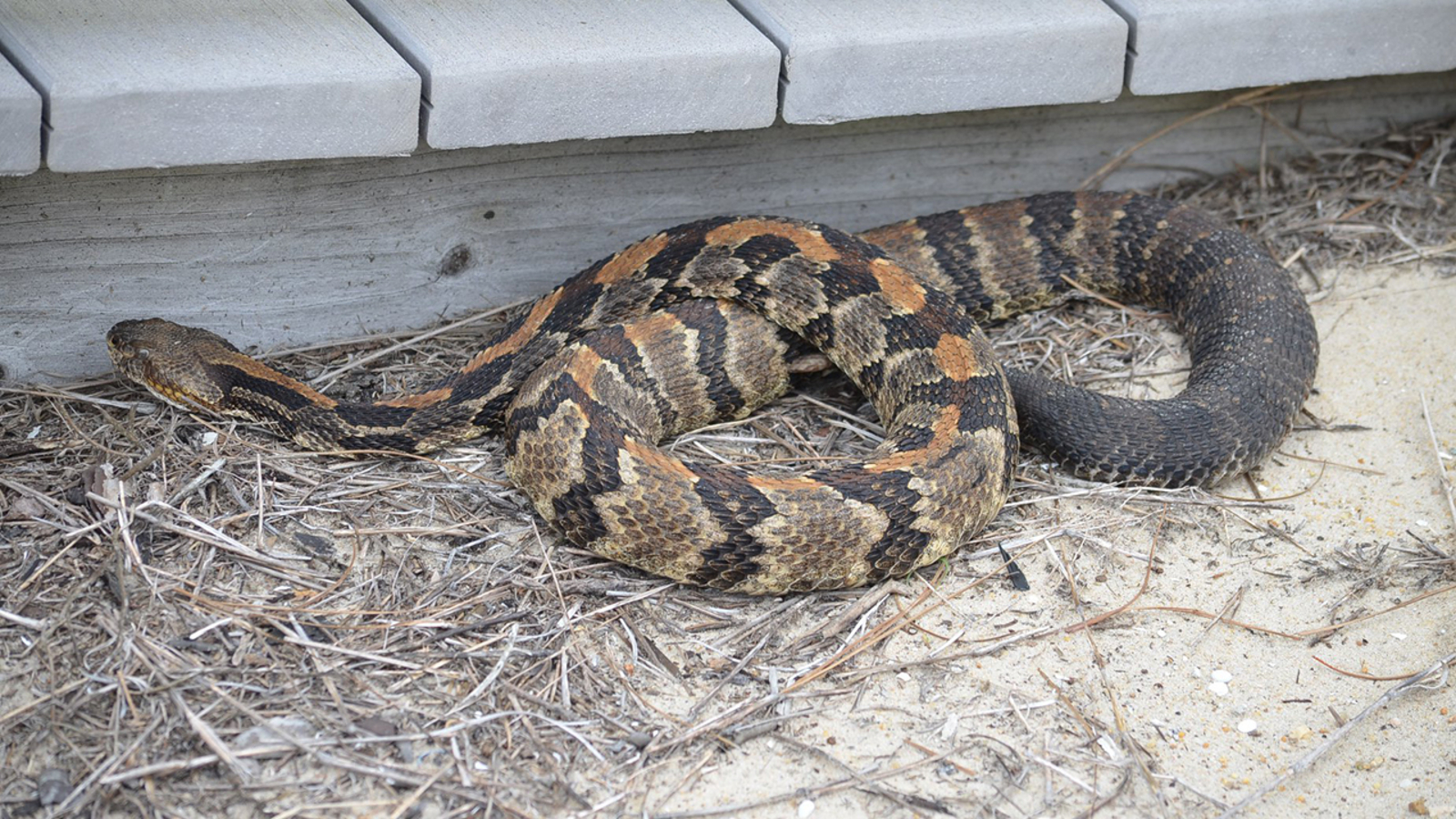 Officials warn beachgoers about rattlesnakes at Outer Banks 6abc