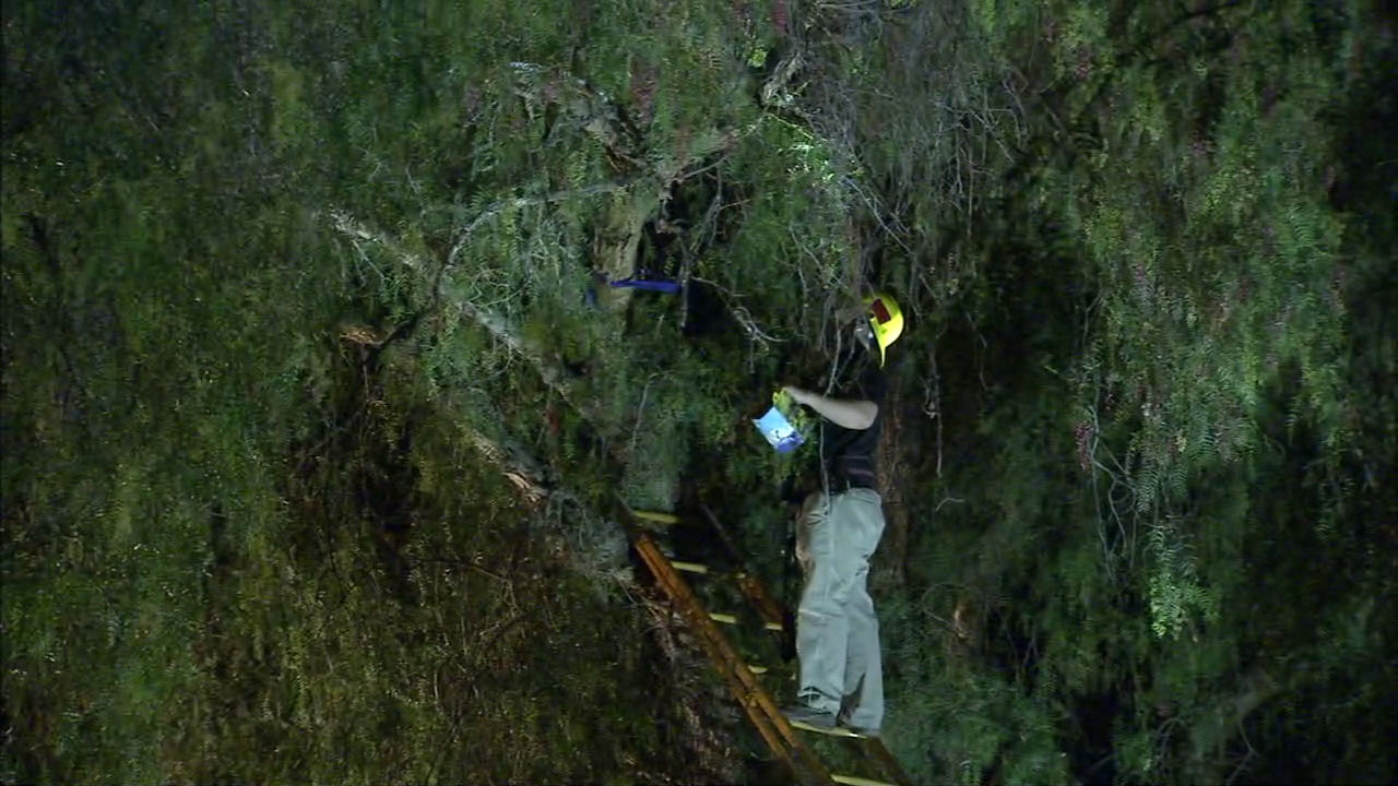 Woman 30 feet up tree draws crowd in Canoga Park