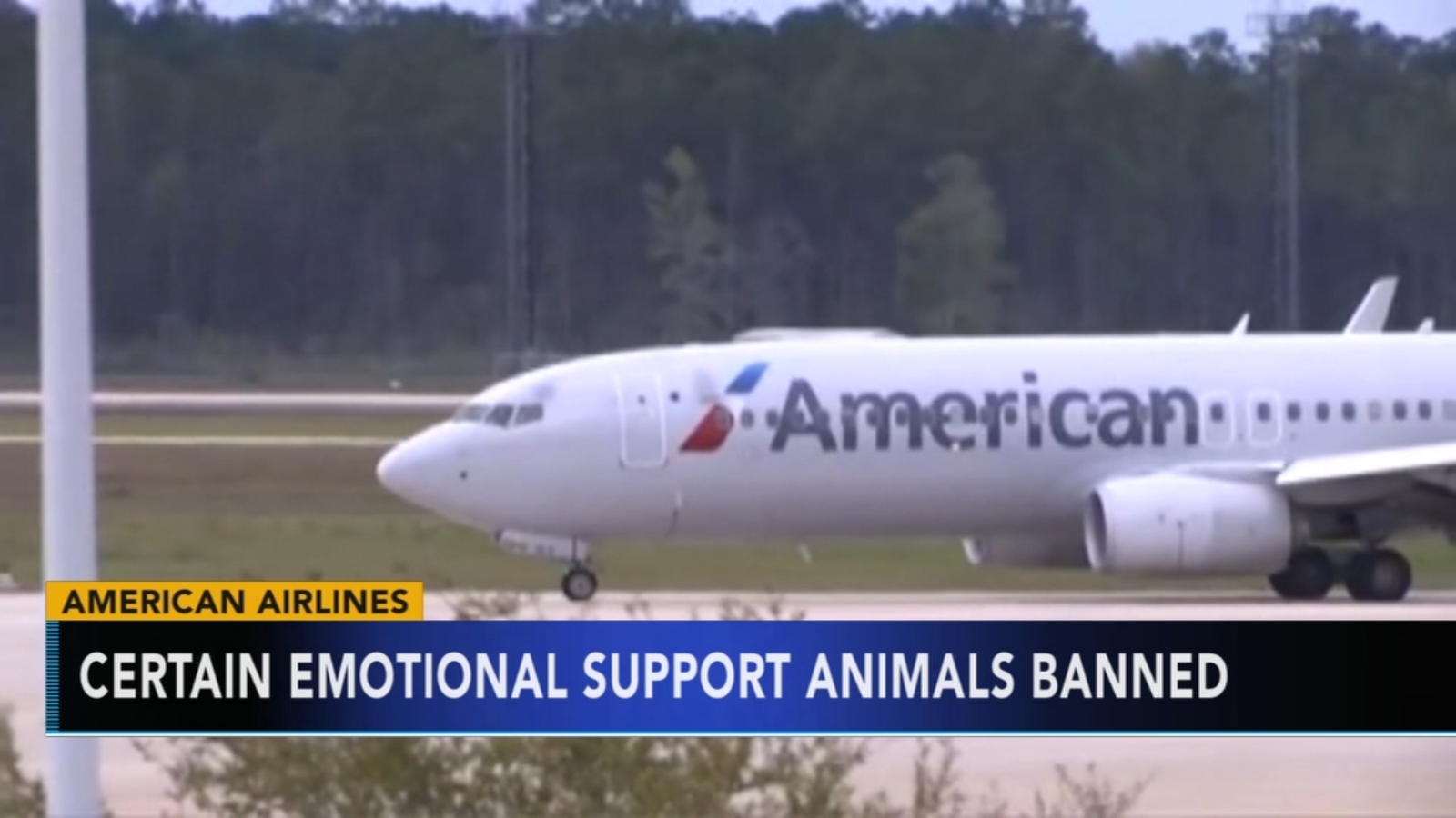 American Airlines' new rules on emotional support animals No hedgehogs, goats; mini horses are