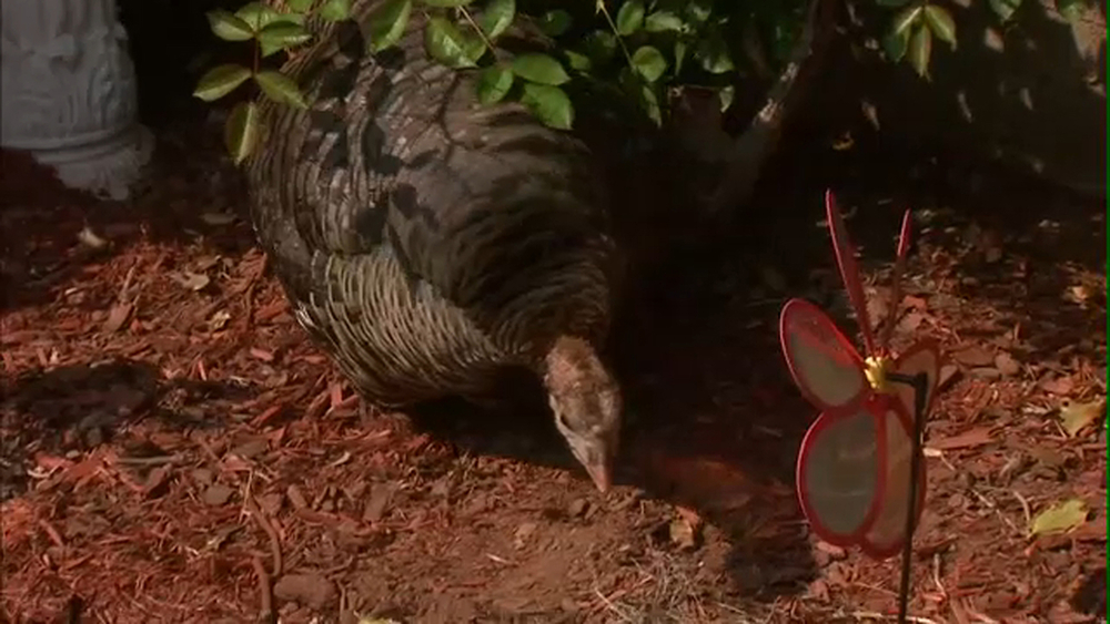 Wild turkey becomes unwelcome guest for Staten Island residents