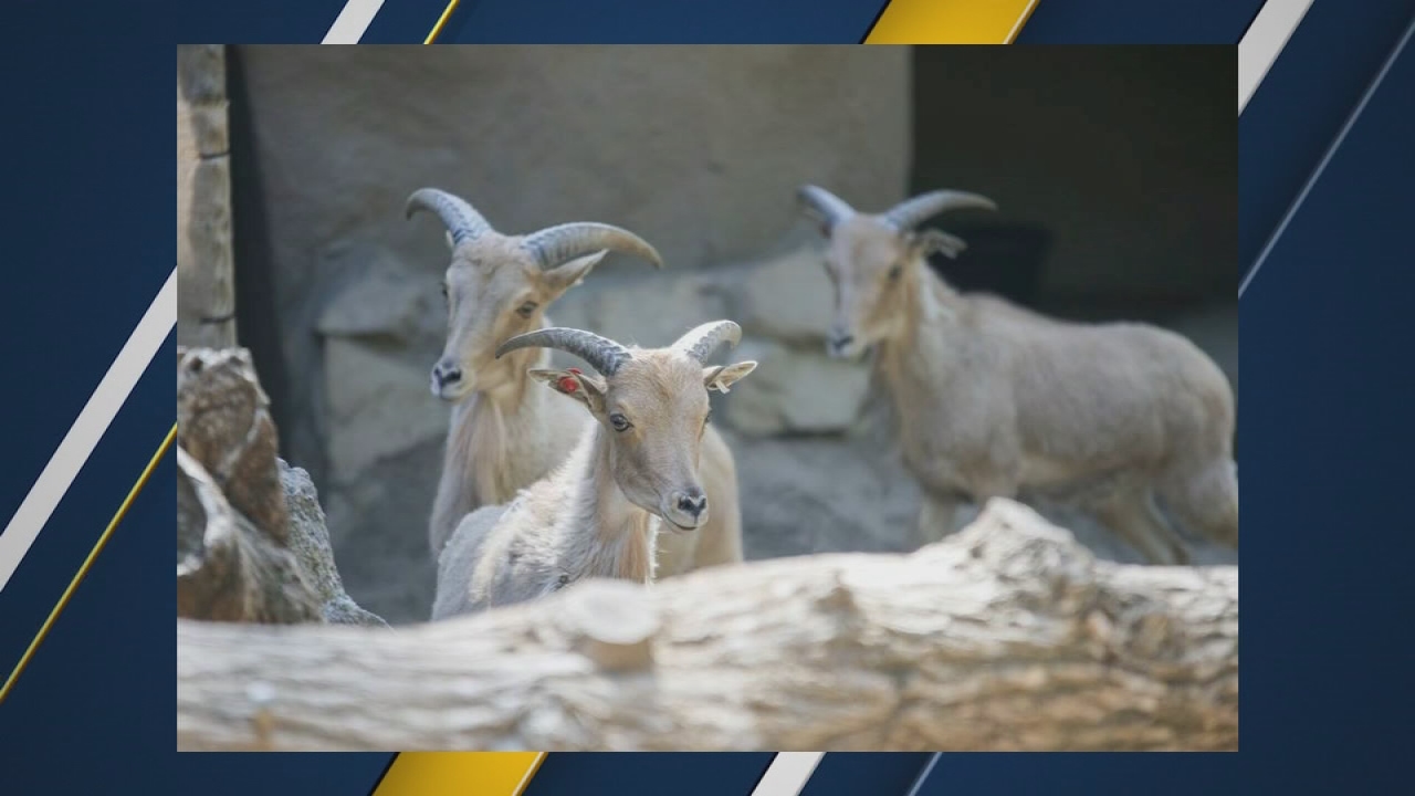 New addition to Fresno Chaffee Zoo