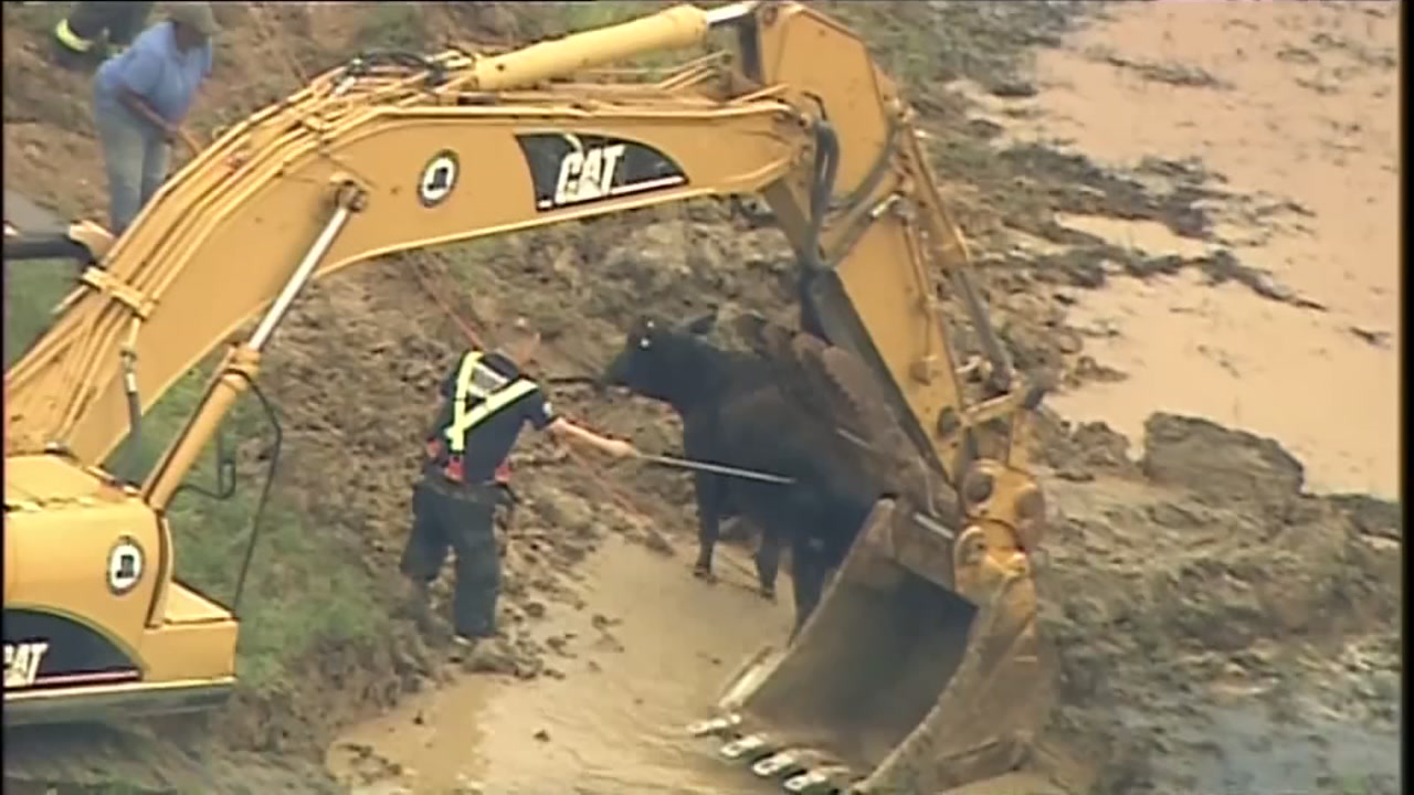 Cow on the 'mooooove' after stuck in mud