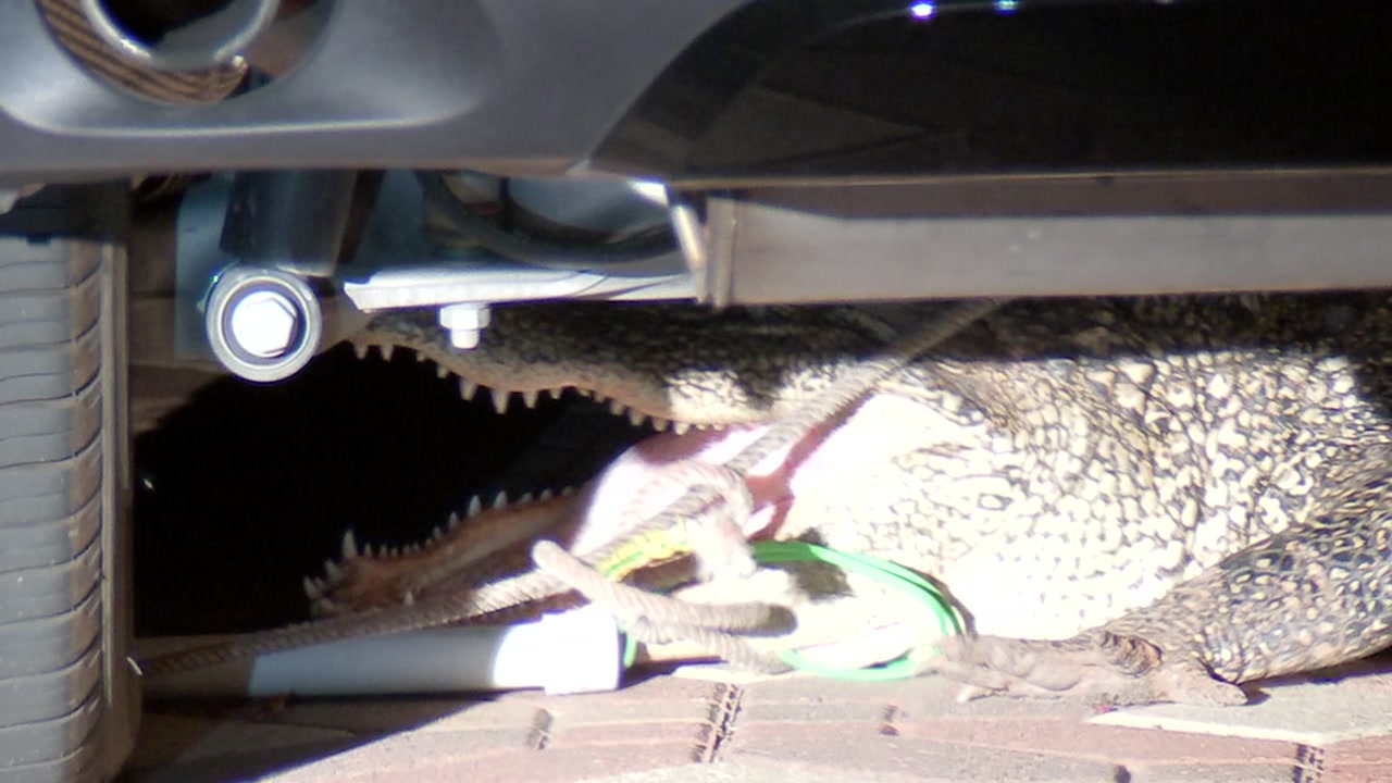 Alligator under car in Sugar Land