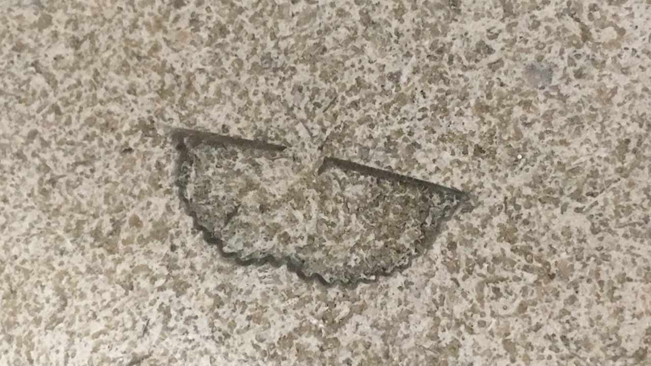 Fossils, 'deep' history found in walls of Nassau County Courthouse