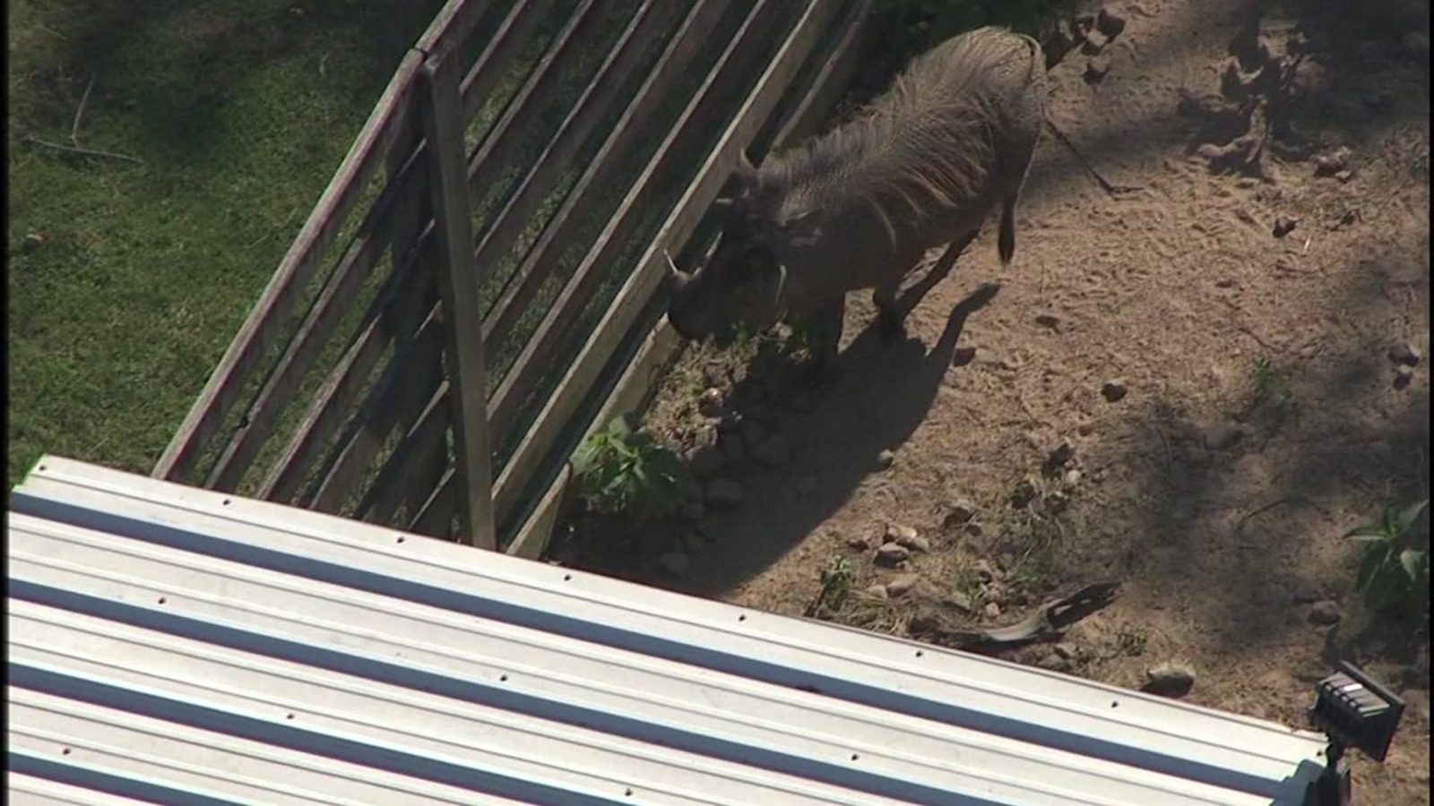 2 people injured after being attacked by warthog at exotic animal park