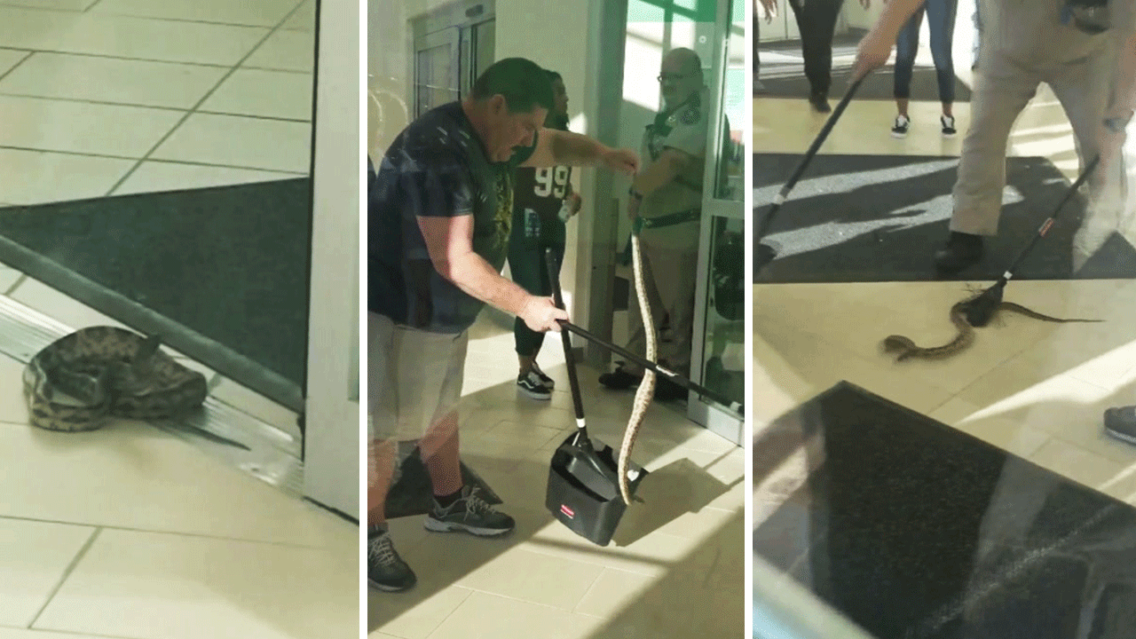 Slithering snake found sneaking into Memorial City Mall 