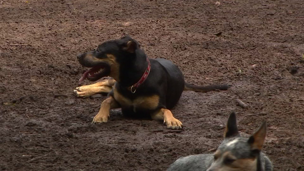 What to do if your dog gets a snake bite