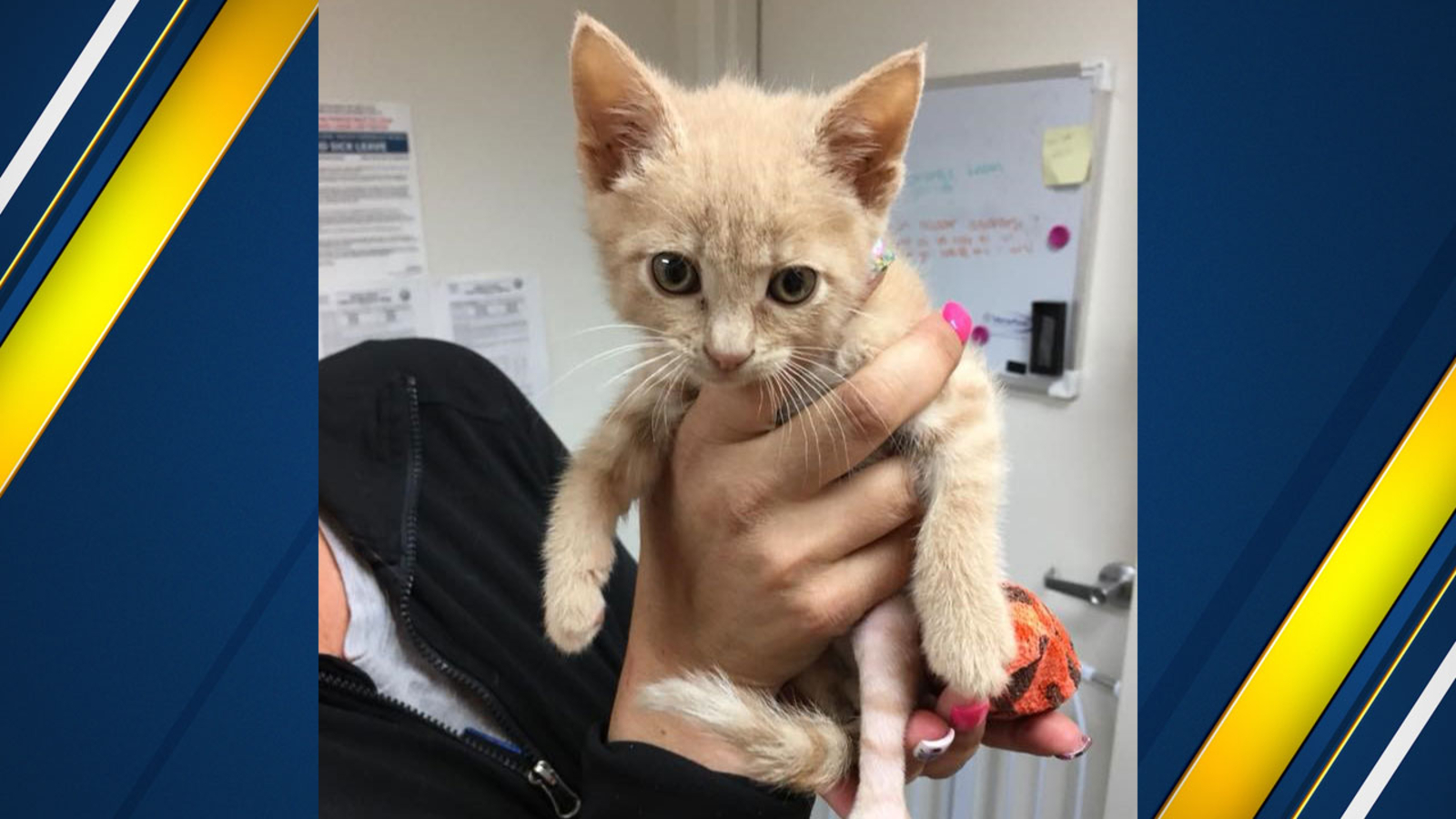Kitten thrown out of moving car window ABC30 Fresno