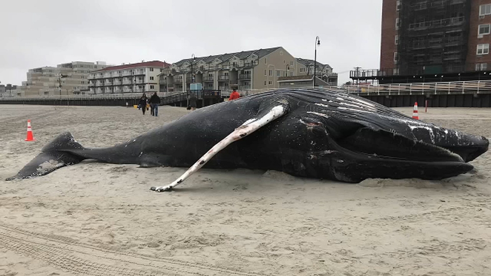 Dead whale that washed ashore on Long Island may have been hit by boat, officials say