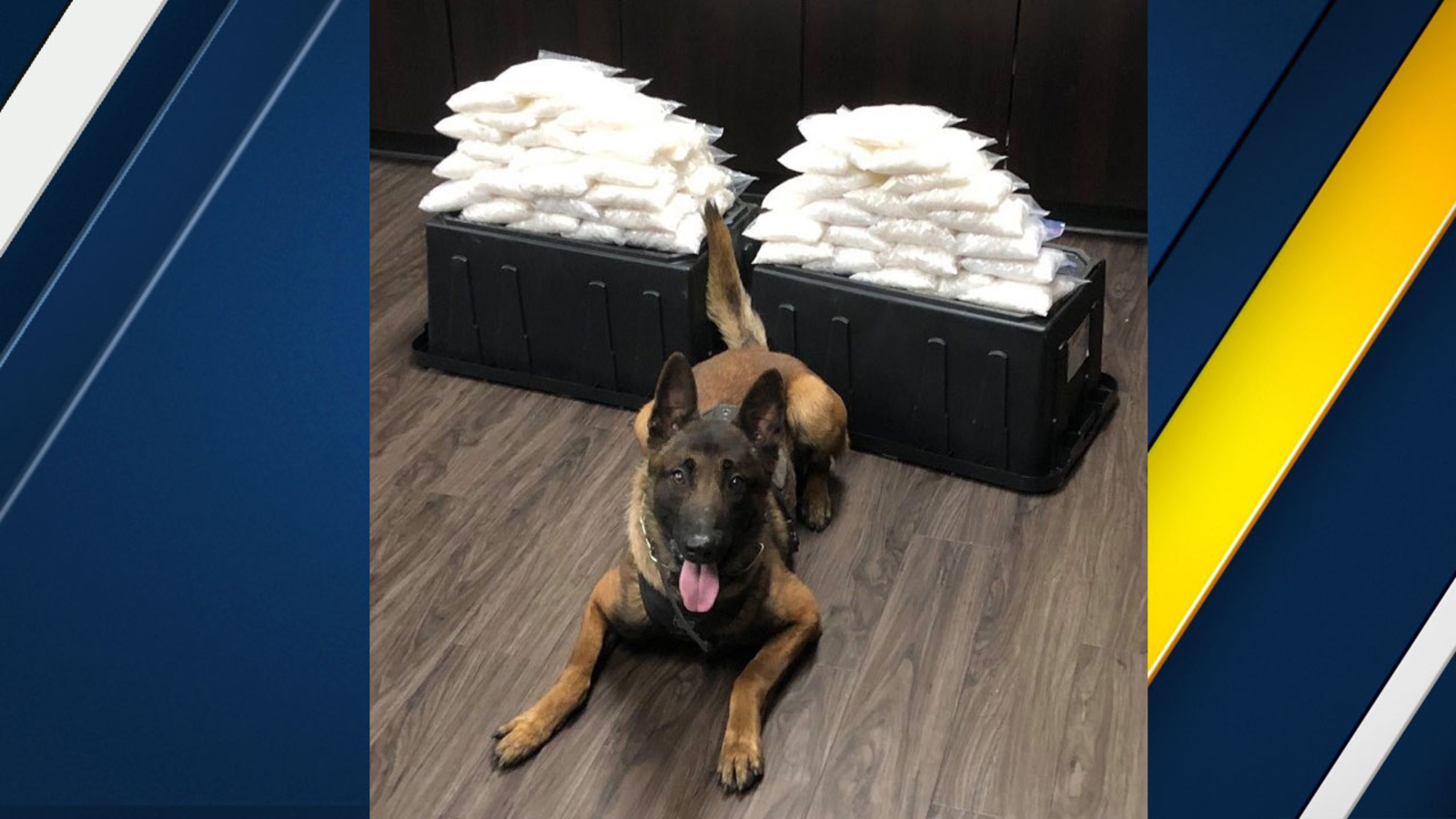 Newest West Covina police K-9 helps find 60 pounds of meth hidden ...