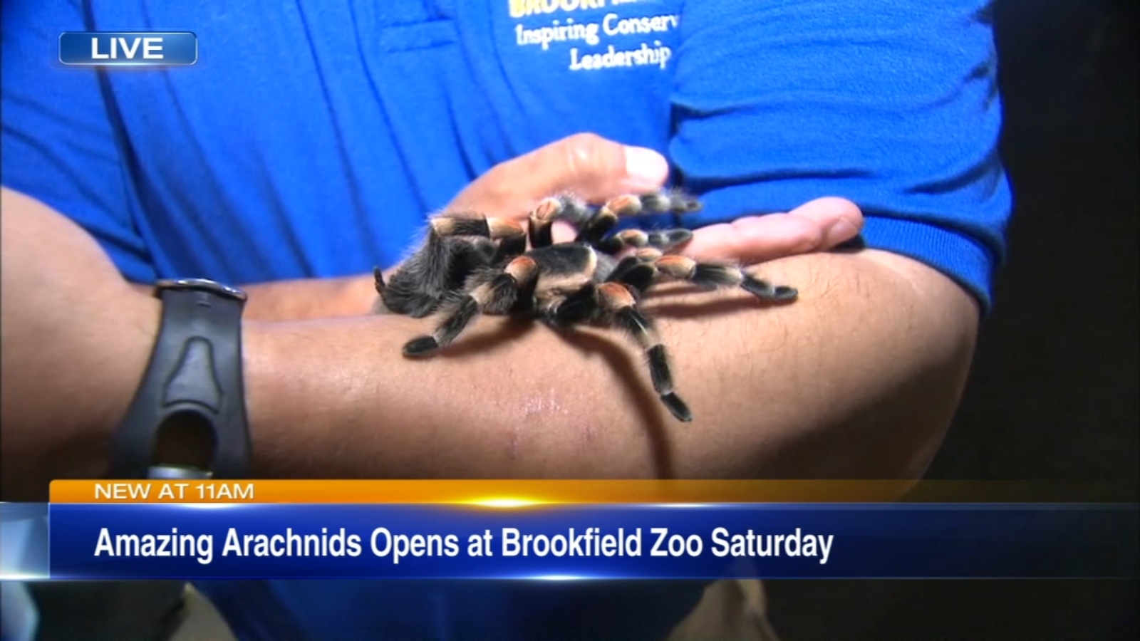 Brookfield Zoo exhibit features largest public collection of arachnids