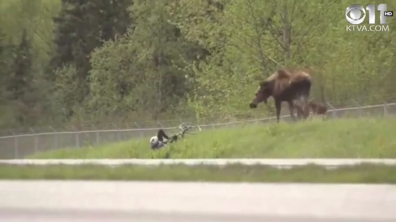 It's moose vs. cyclist in Alaska