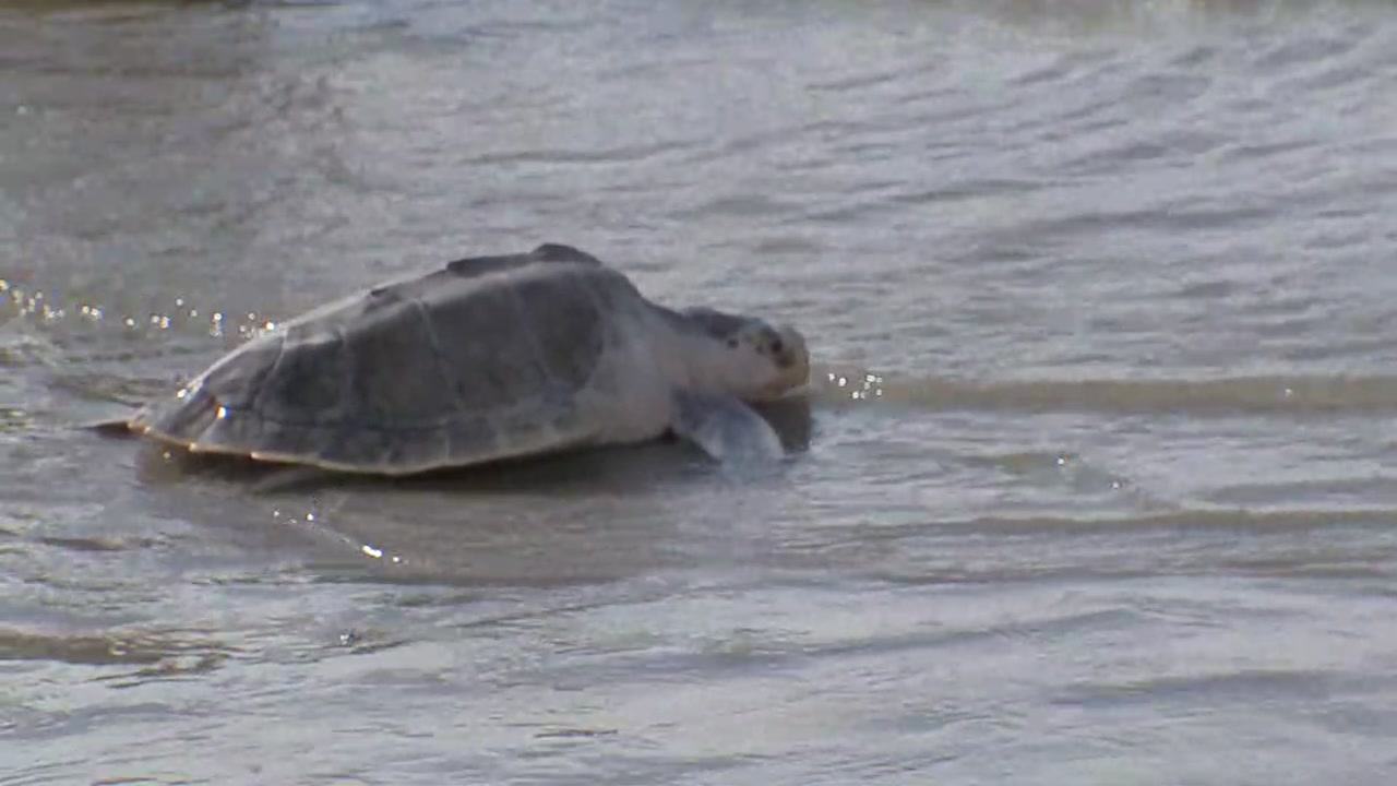 Rehabilitated turtles released to wild along Galveston