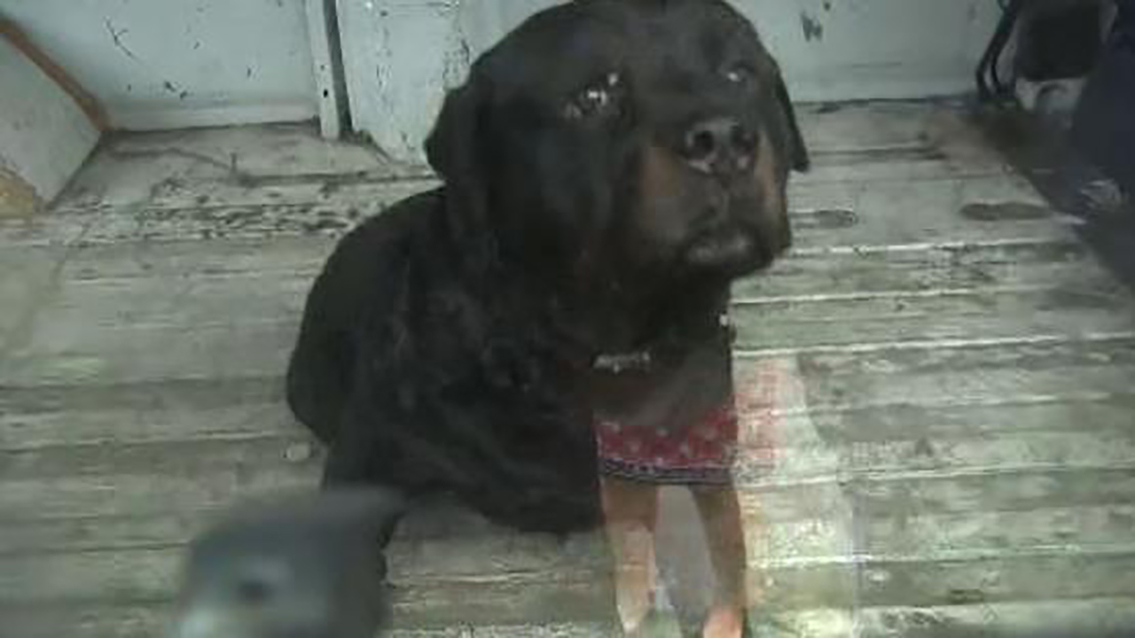 San Jose police officers shoot at 3 dogs 