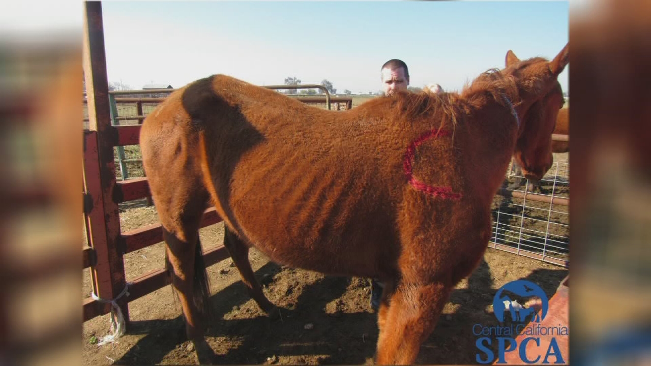 CCSPCA charges rescue group with neglecting 383 animals