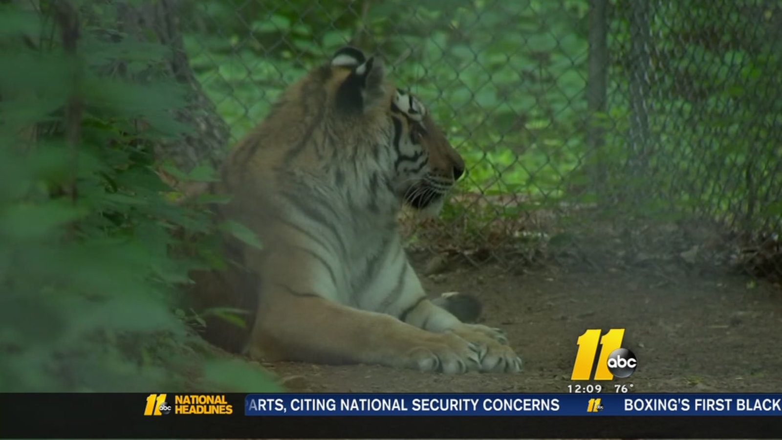 Ohio resident travels to NC every month to volunteer at Carolina Tiger