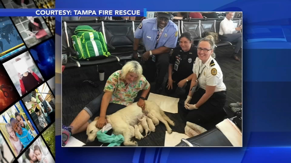 Local service dog gives birth at airport