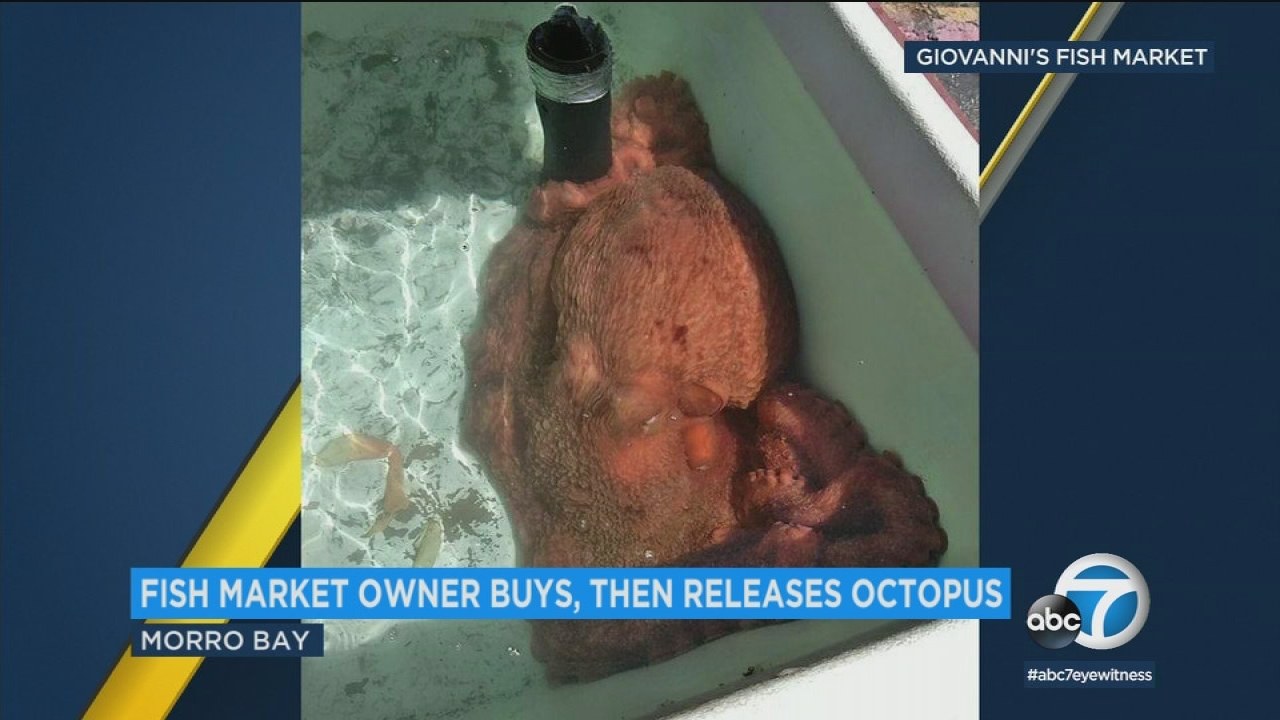 CA fish market owner buys 70-pound octopus, sets it free