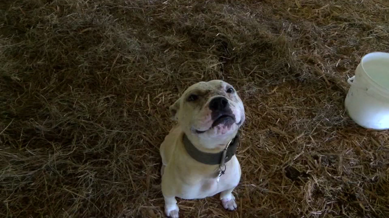 Dogs and roosters recovering after fighting ring rescue