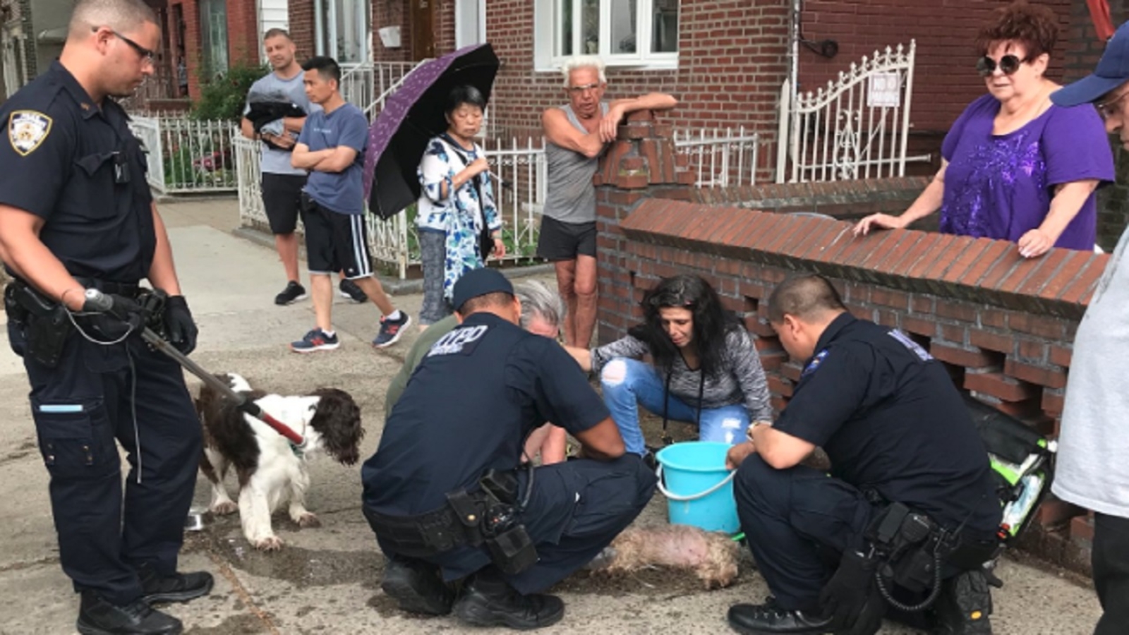 Police rescue 2 dogs from hot car in Brooklyn; owner arrested - ABC7 ...