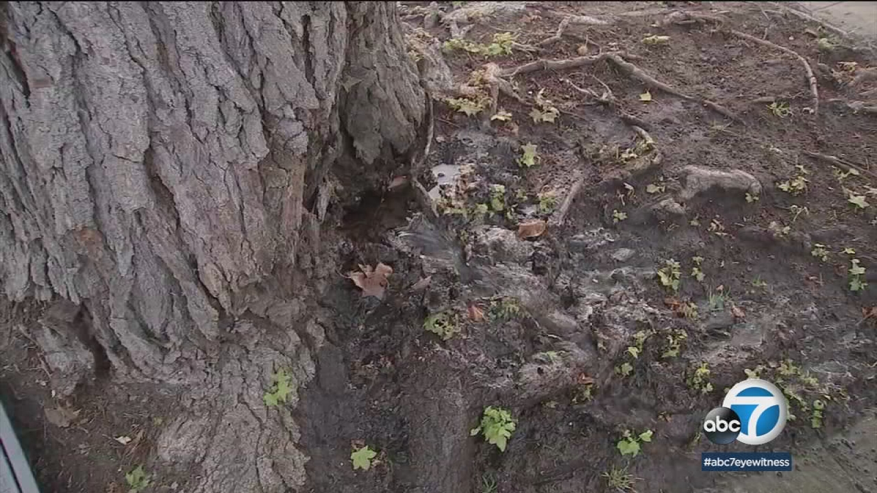 NoHo homeowner in odd situation as pipe leaks under city-owned tree