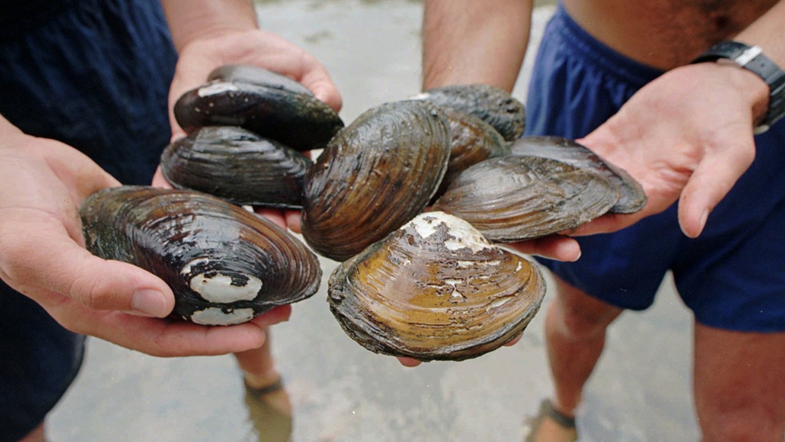Scientists find opioids in Puget Sound mussels ABC7 Chicago
