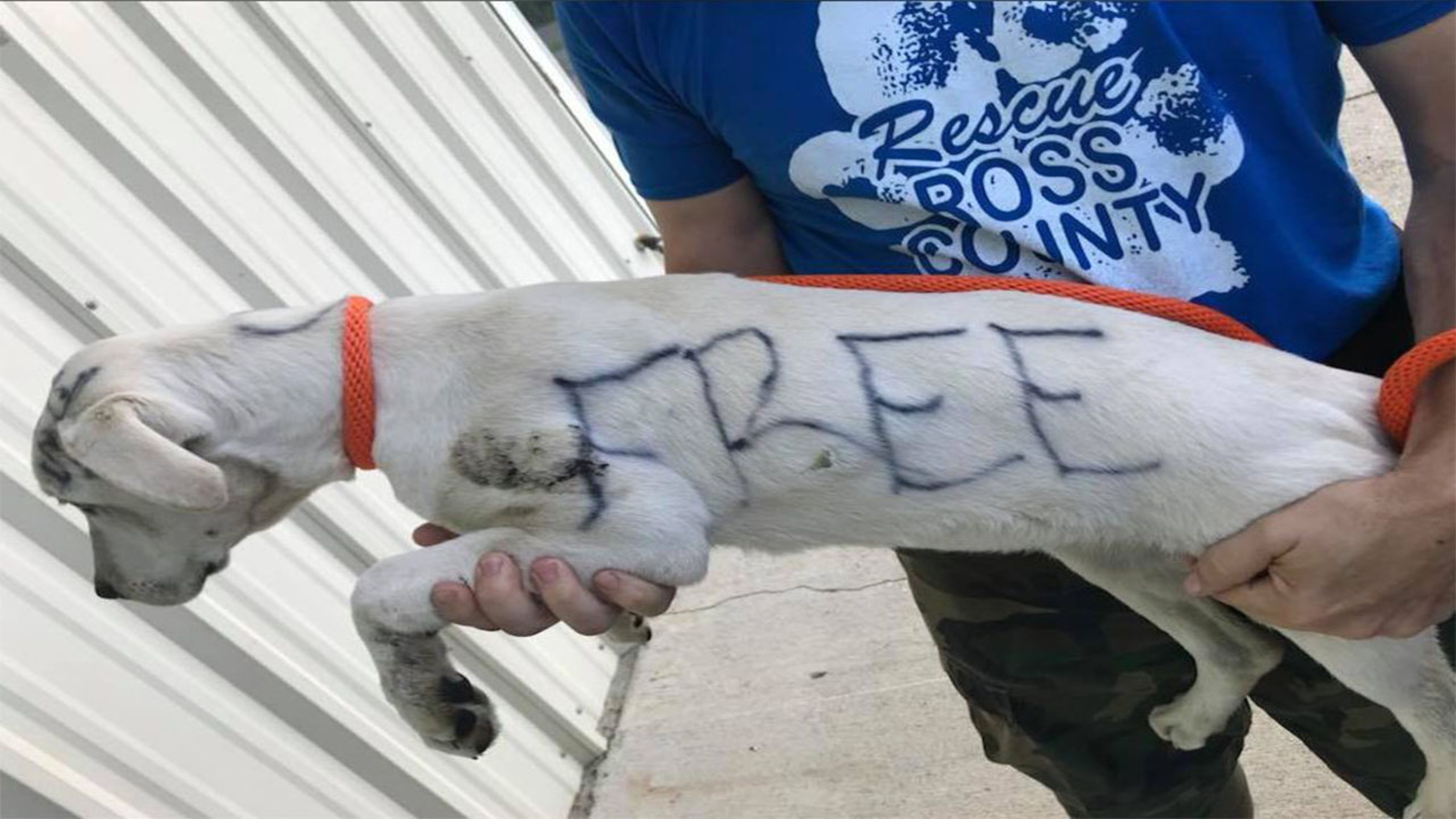 Puppy that had �FREE� written on fur put up for adoption