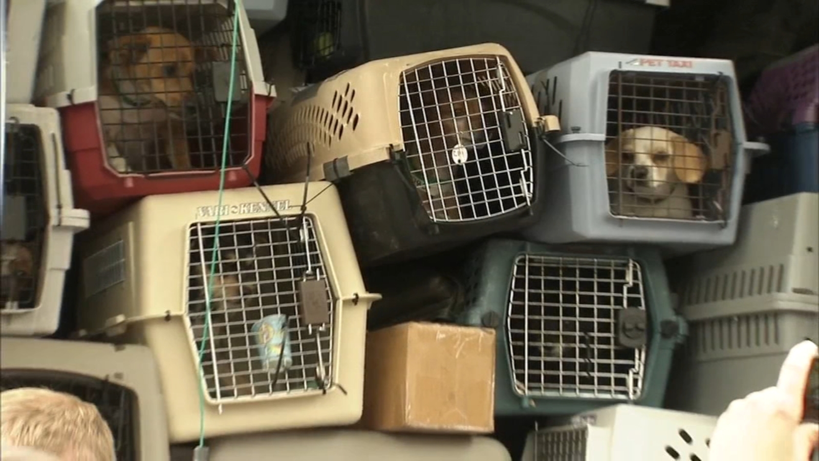 Rescue dogs from atrisk shelters arrive at Brandywine Valley SPCA