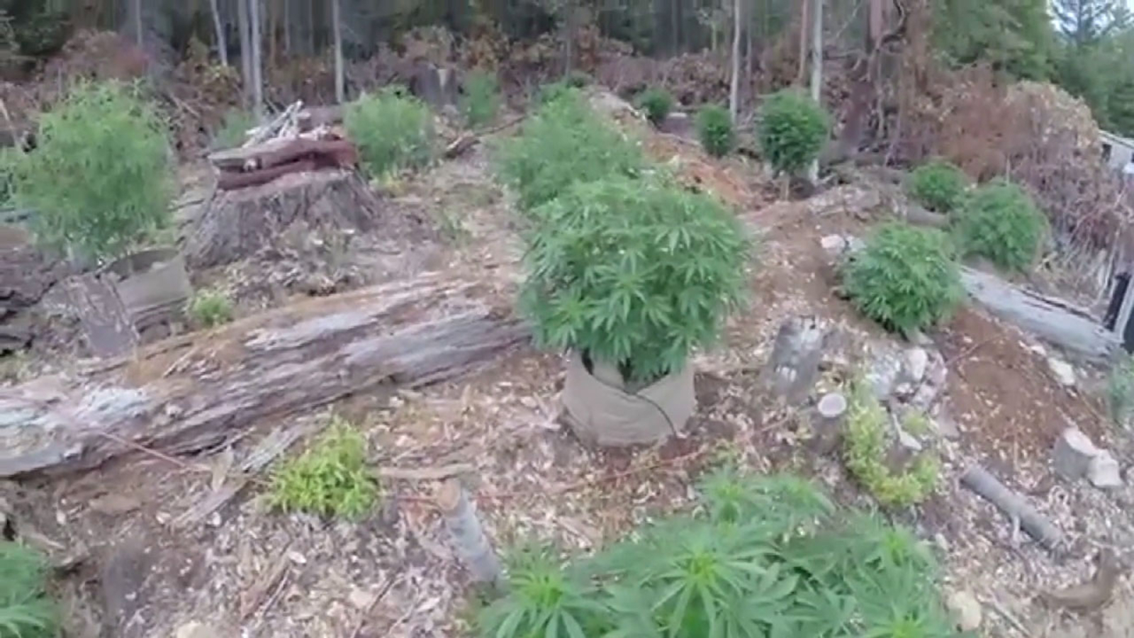 Illegal Pesticide Increasingly Used In CA Marijuana Grows Authorities
