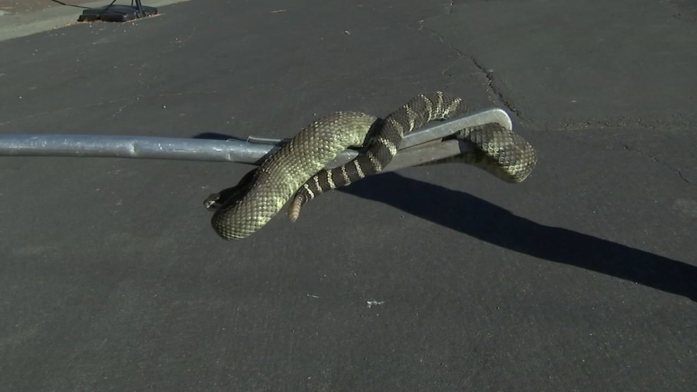 Rattlesnakes keep returning to the same Benicia home