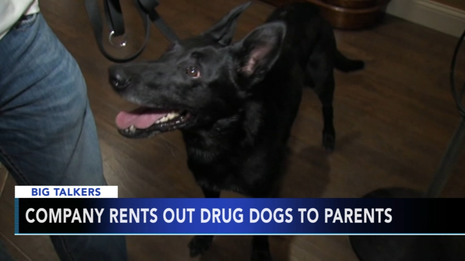 Company rents out drug dogs to suspecting parents 6abc Philadelphia