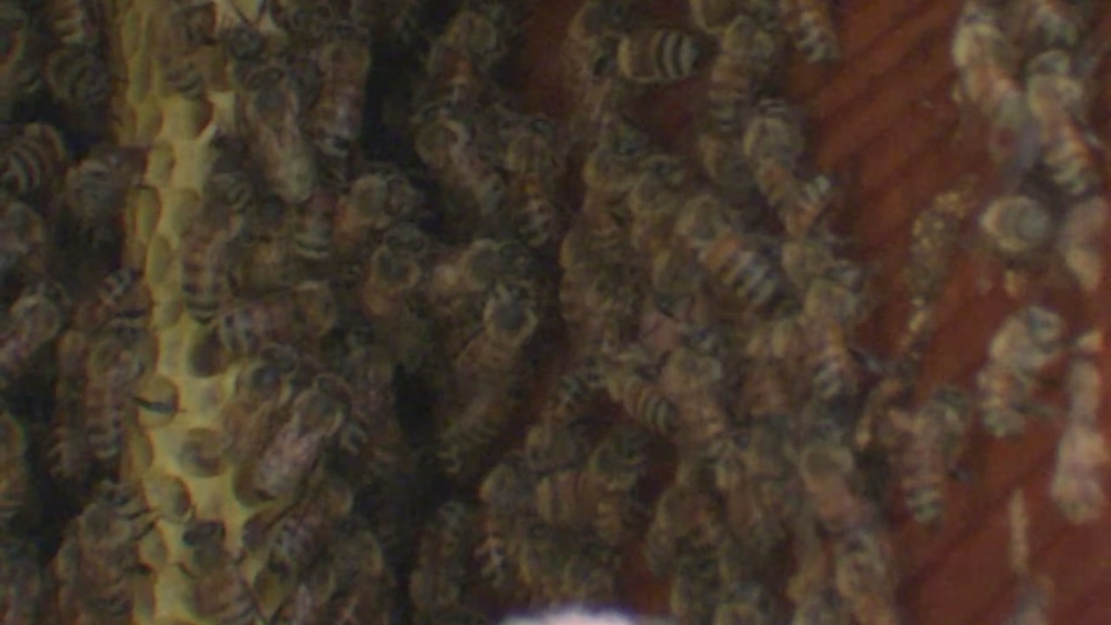 Woman finally rids herself of bees living in her walls