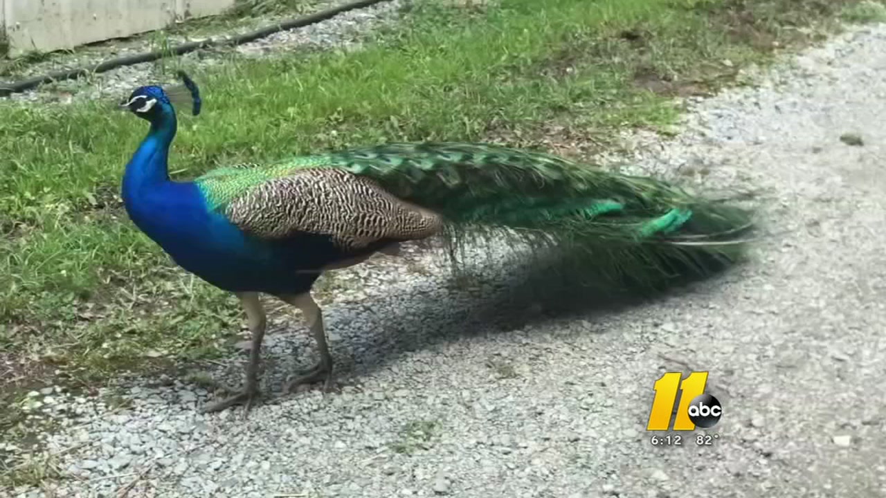 Peacock seen wandering around Apex