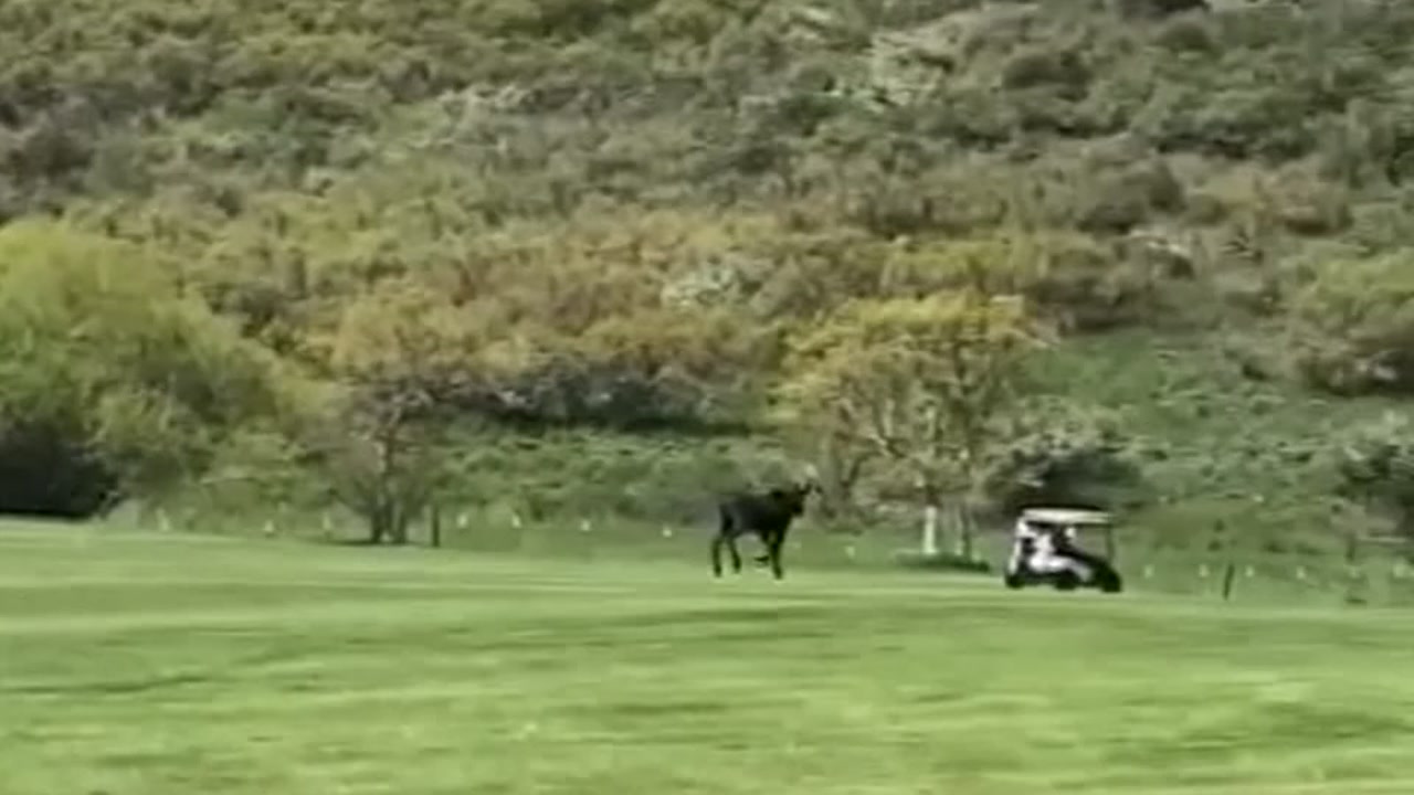 It's moose vs. golfer on fairway